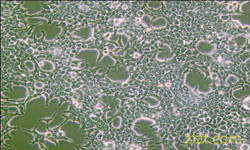細胞庫zlzt生物Hepa1c1c7小鼠肝癌細胞