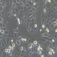 非洲綠猴SV40轉(zhuǎn)化的腎細(xì)胞COS-7/COS7